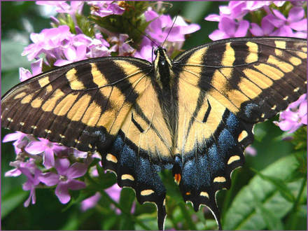 Tiger Swallowtail Female (Phlox paniculata (Perennial phlox) unknown pink)