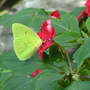 Cloudless Sulphur butterfly on Waterfall Impatiens (Impatiens walleriana (Busy Lizzie) red)