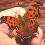 Eastern Comma on hand