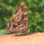 Eastern Comma on Arm