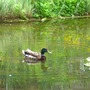 Mallard Drake