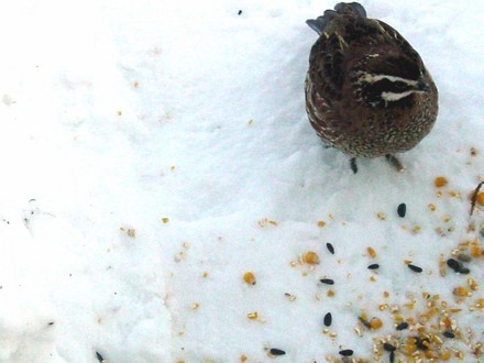 Common_bobwhite Quail