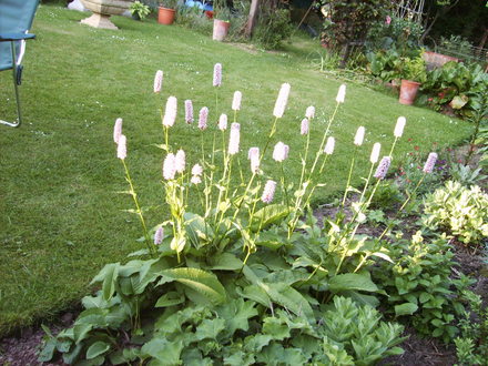 Persicaria effinis (Persicaria effinis (Bistort))