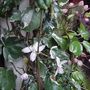 Clematis_001