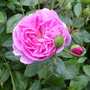 June_garden_00075