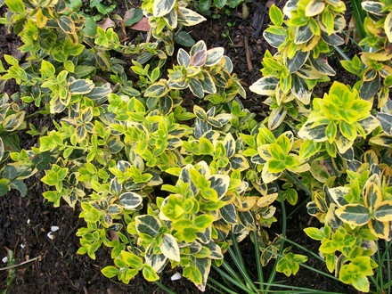 Euonymus - lovely spring greens (Euonymus fortunei)
