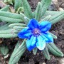 Lithodora diffusa 'Heavenly Blue' (Lithodora diffusa (Lithodora))