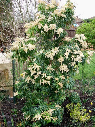 Pieris in full bloom. (Pieris japonica (Lily of the valley bush))