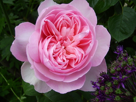 Rose Gentle Hermione