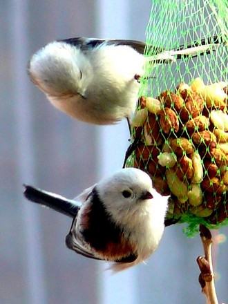 Long tailed tits again