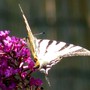 Copy_of_scarce_swallowtail_2
