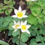 15_3_6.jpg (Tulipa turkestanica (Tulip))