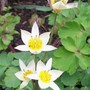 15_3_7.jpg (Tulipa turkestanica (Tulip))