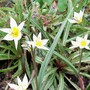 15_3_19.jpg (Tulipa turkestanica (Tulip))