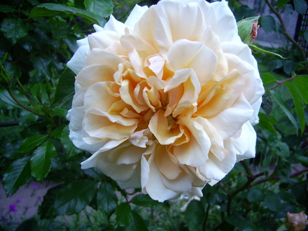 Rose Evelyn