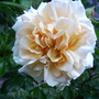 June_garden_00069