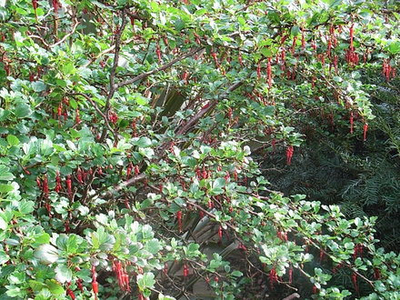 Ribes speciosum (Ribes speciosum)