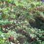 Ribes_speciosum