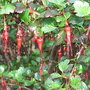 Ribes_speciosum_-_flowers