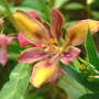 Candy_lily_close_8-09-06_good_med
