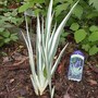 Variegated Sweet Iris, no blooms (Iris Variegated Sweet)