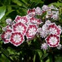 Mt. Laurel "Minuet" (Kalmia latifolia dwarf "Minuet")