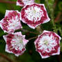 Mt. Laurel "Sarah" (Kalmia latifolia "Sarah")
