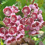 Mt. Laurel "Bullseye" (Kalmia latifolia "Bullseye")
