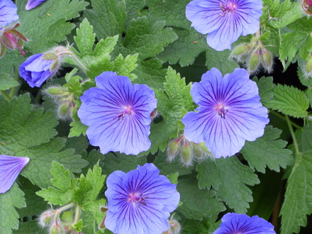 Geranium Magnificum
