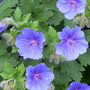 June_garden_00099