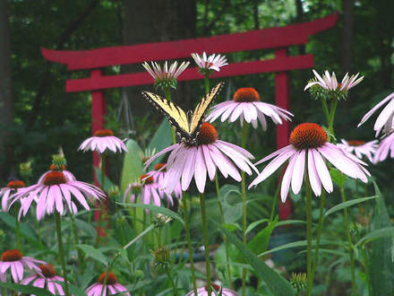 Purple Coneflower with Tiger Swallowtail (Rudbeckia purpurea)