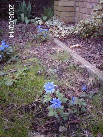 Anemone blanda 'Blue Shades' (Anemone blanda (Anemone))
