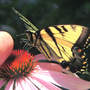 Tiger_st_finger_7-26-07_exc_med