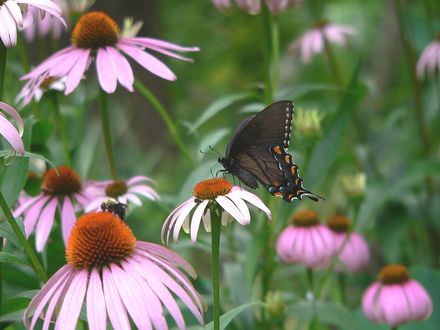 Tiger Swallowtail, Intermediate (Rudbeckia purpurea)