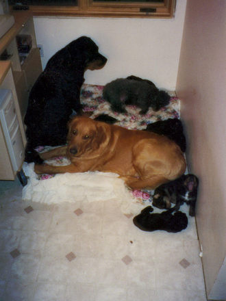 The Happy dog Family by my computer.