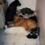 Casey_nikki_puppies2