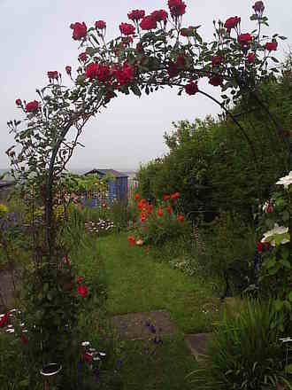 rose archway to my garden