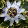 favorite passion flower (passiflora 'clear blue')