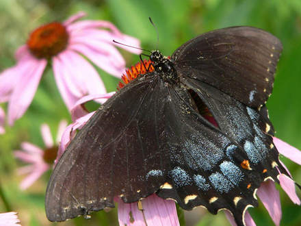 Female Tiger Swallowtail dusted (Rudbeckia purpurea)