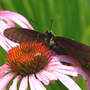 Closer Look at Pollen (Rudbeckia purpurea)