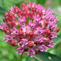 Swamp Milkweed (Asclepias incarnata (Swamp milkweed))