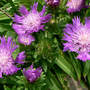 Aster_stokes_purple_parasoles_6-27-07_exc_sm