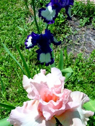 Iris..Beverly Sills?