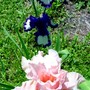 Iris_2
