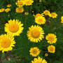 Daisy_kelway_s_golden_marguerite_6-24-07_exc_sm