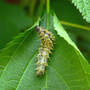 Eastern Comma larva, late instar beginning Leaf Tent (Laportea canadensis)