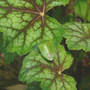 Stinkbug on Heuchera (Heuchera "Stoplight")