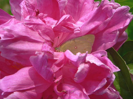 Peony & Friend (Paeonia unnamed Hot Pink)