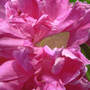 Peony & Friend (Paeonia unnamed Hot Pink)