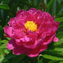 Peony (Peaonia unnamed)